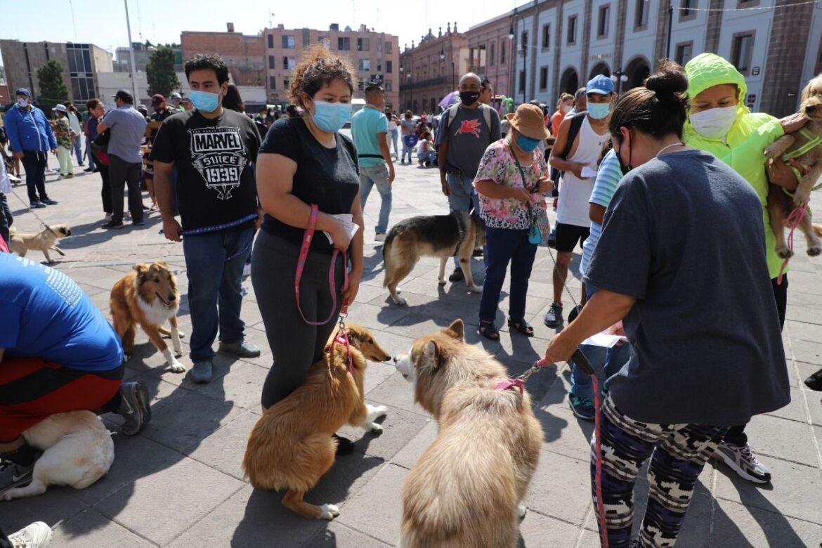 Con el programa “De Corazón mi Mascota”, el Gobierno de la Capital atiende a más de 11 mil 500 perros y gatos