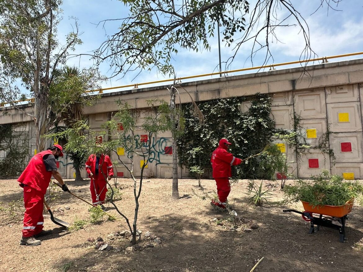 Gobierno de la Capital agiliza la atención a limpieza, poda o deshierbe de espacios públicos