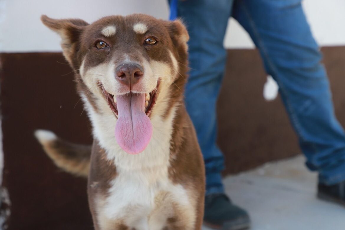 Continúa Ayuntamiento de SLP con programa para fomentar y garantizar bienestar animal en el municipio