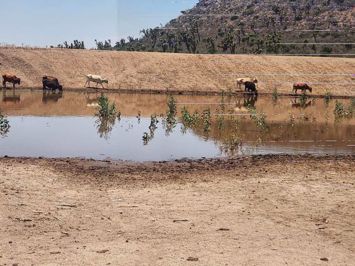 Bordos de abrevadero construidos por el Gobierno de la Capital mejoran la captación de agua de las primeras lluvias