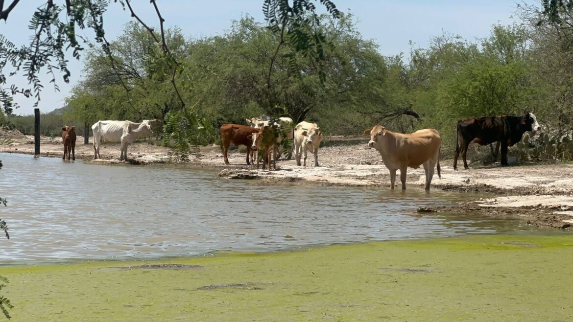 Gobierno de la Capital concluye rehabilitación de bordo de abrevadero en El Blanco, Delegación Bocas