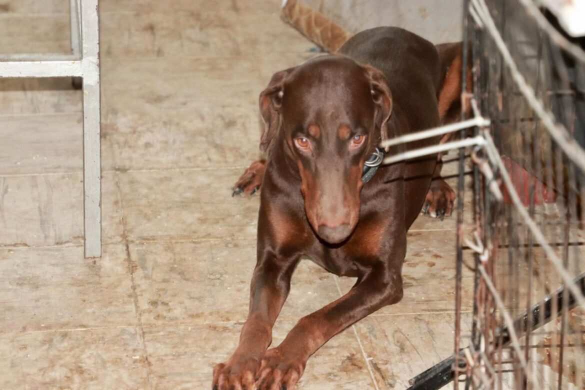 Ayuntamiento clausura negocio por maltrato animal