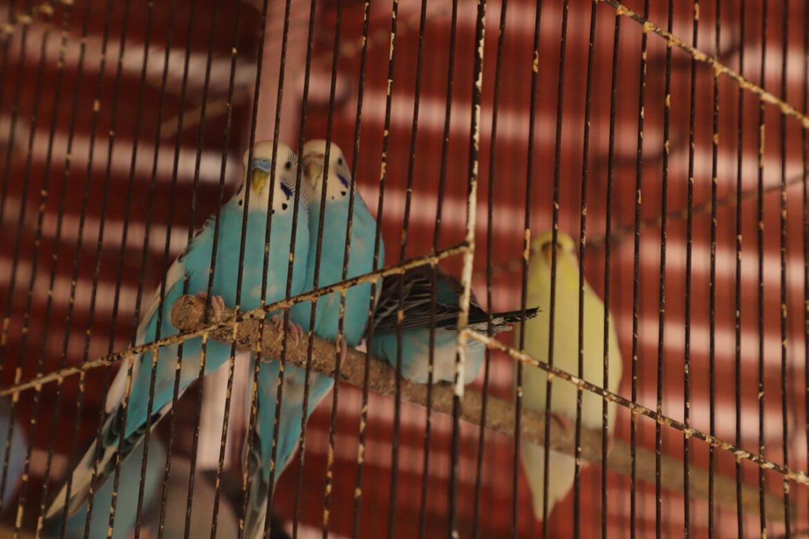 Gobierno de la Capital refuerza operativos para proteger a los animales