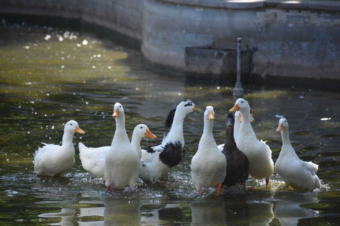 El Gobierno Municipal repara fracturas en el Lago de los Patos, de la Alameda Juan Sarabia