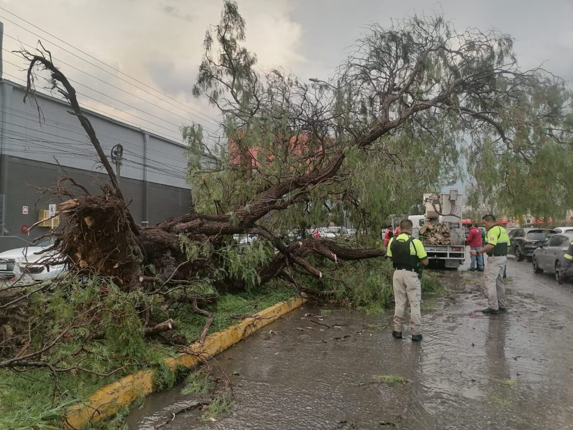 Gobierno de la Capital atiende caída de árboles y cierre de vialidades por lluvias de este martes