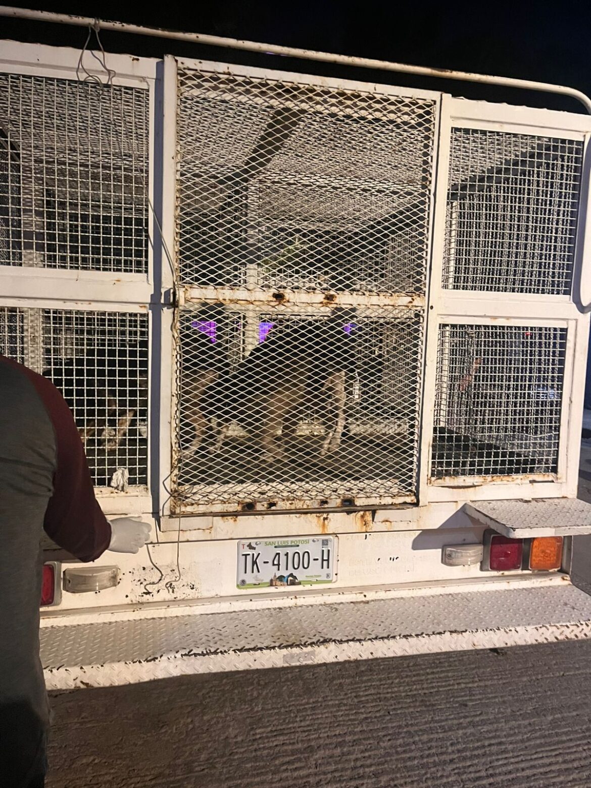 Gobierno de la Capital rescata 27 perros víctimas de maltrato