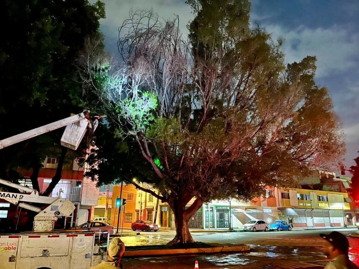 Gobierno de la Capital realiza poda sanitaria en Reforma para frenar plaga y proteger a la ciudadanía