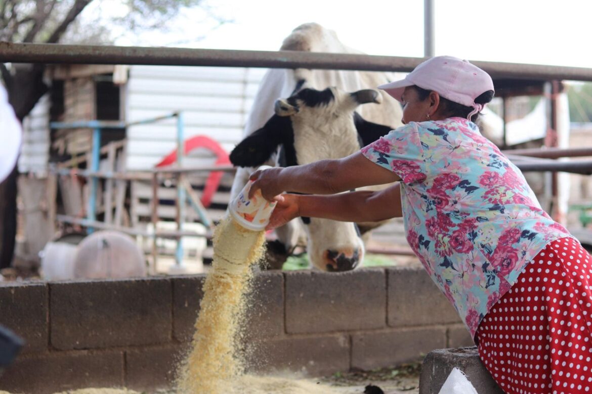 Gobierno de la Capital reafirma su respaldo al campo de San Luis Capital con entrega de maíz para productores ganaderos