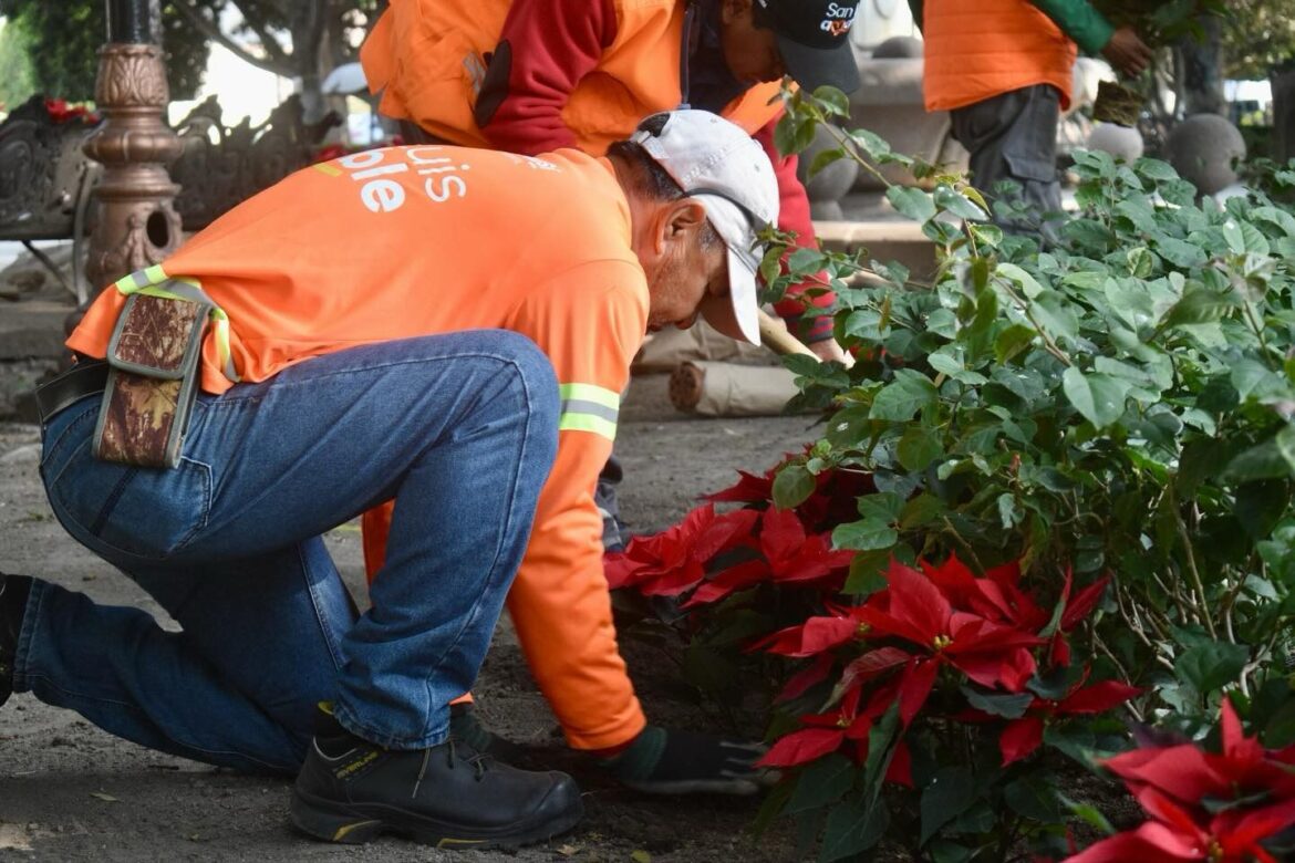 Ayuntamiento de SLP embellece espacios públicos con Nochebuenas